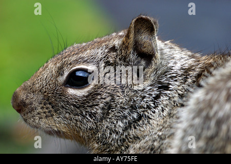 California Grundeichhörnchen Citellus beecheyi Stockfoto