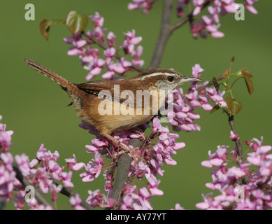 Carolina Zaunkönig rote Knospe Baum Stockfoto