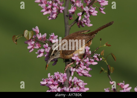 Carolina Zaunkönig Essen Wurm ernähren rote Knospe Baum Stockfoto