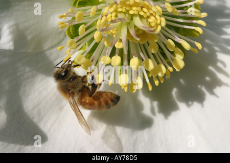 Biene bestäubende Blüte Stockfoto