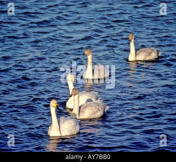 Whooper Schwan (Cygnus Cygnus) Familienfest (3 Jugendliche). Stockfoto