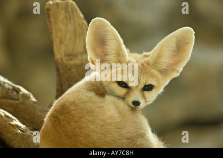 Fennec Fox (Fennecus Zerda) Stockfoto