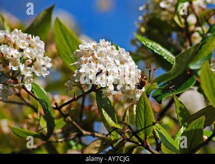 Viburnum X carlcephalum mit Honigbiene Stockfoto
