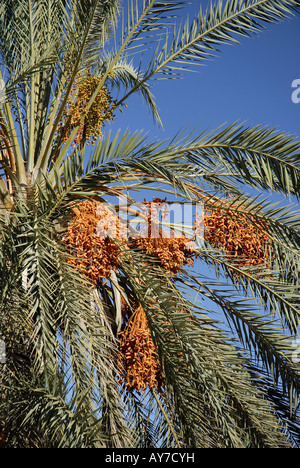 Palme mit Terminen Tamerza Tunesien Stockfoto