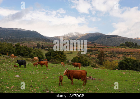 Im Hintergrund sind die Golanhöhen ein Blick von Nabi Hazuri Neve Ativ und Einfassung Hermon Stockfoto