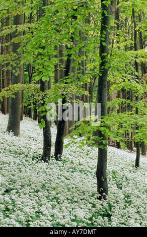 Bärlauch im Wald, Winterborne Abbas, Dorchester, Dorset, England, UK Stockfoto