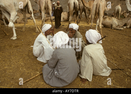 Vier camel Händler umgeben von Kamelen, hocken auf dem Boden den Handel in den Birqash Kamel Markt in der Nähe von Cairo, Ägypten zu diskutieren Stockfoto