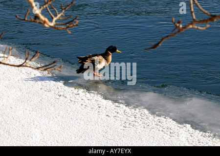 Eine männliche Stockente, Trinkwasser, Schwimmen und sonnte sich in der Winterzeit. Stockfoto