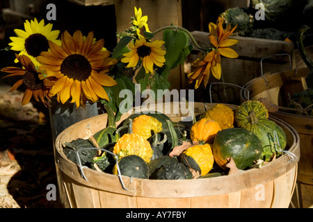 Sonnenblumen sind hinter einen Korb voller Herbst Kürbisse und Squash. Stockfoto