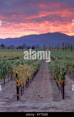 feurige rote Sonnenuntergang über Weinreben und Weingut in Napa Valley California Amerika Stockfoto