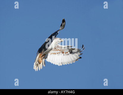 Eisenhaltiger Falke Landung im Ramona Grasland, San Diego, Kalifornien, USA. Stockfoto