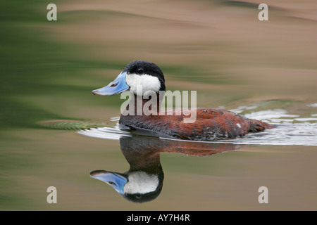 Eine männliche Ruddy Duck in der Zucht Gefieder, Schwimmen in San Diego, Kalifornien, USA Stockfoto