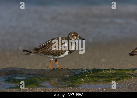 Ruddy Steinwälzer Arenaria Interpres auf Felsen Nahrungssuche entlang der Küstenlinie am neben Kalifornien im Januar Stockfoto