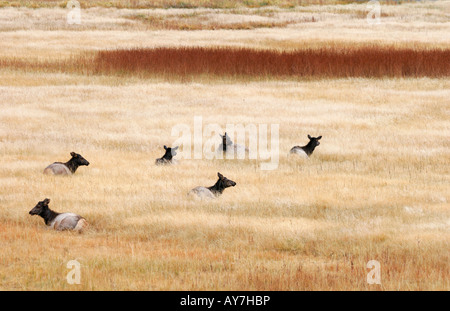 Eine kleine Herde von Elk lag friedlich in den Herbst Rasen, Yellowstone-Nationalpark, Wyoming, USA Stockfoto