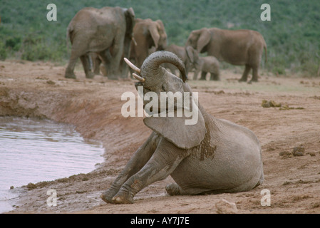 Afrikanischer Elefant (Loxodonta, Africana) Baden am Wasserloch Addo National Park, Südafrika Stockfoto
