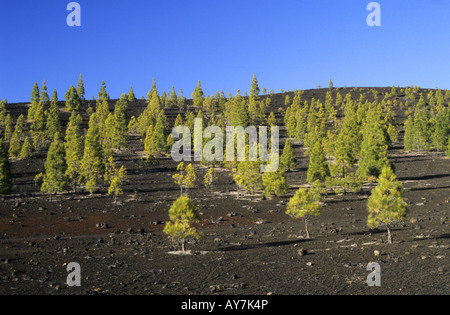 Cañadas del Teide-Nationalpark Teneriffa-Kanarische Inseln-Spanien Stockfoto