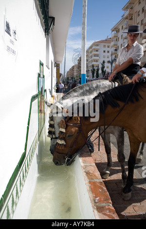Pferde trinken am Trog - Fuengirola Feria – Spanien Stockfoto