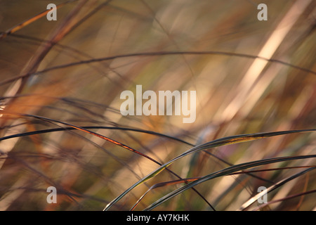 PRAIRIE GRÄSER IM WIND WEHENDE IM SEPTEMBER IM NORDEN VON ILLINOIS USA Stockfoto