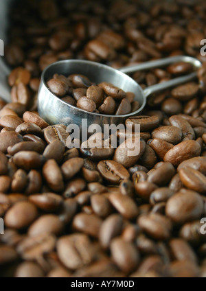 Kugel Edelstahl Kaffee in Bohnen Stockfoto