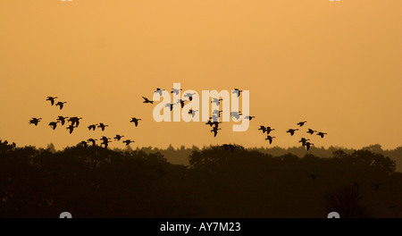 Pink-footed Gänse (Anser Brachyrhynchus) Landung in Rübenfelder im Morgengrauen. Stockfoto