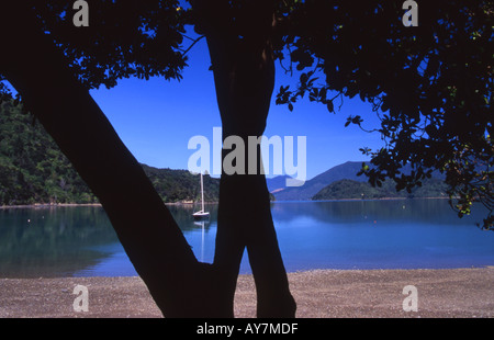 Yaught vertäut in Portage Bay Kenepuru Sound Südinsel Neuseeland Stockfoto