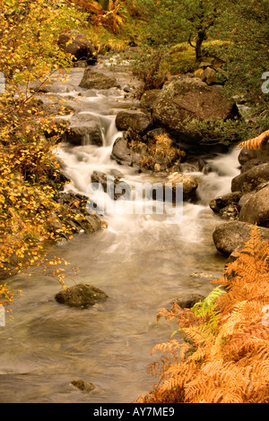 Gebirgsbach, Buttermilch Gill, im Lake District fließt durch den Wald im Herbst auf dem Weg zum Easedale Tarn Stockfoto