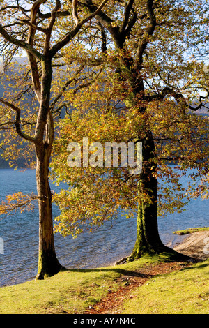 Den östlichen Ufern des Buttermere im Lake District, Cumbria im Herbst. Hecht-Rigg Wald. Stockfoto