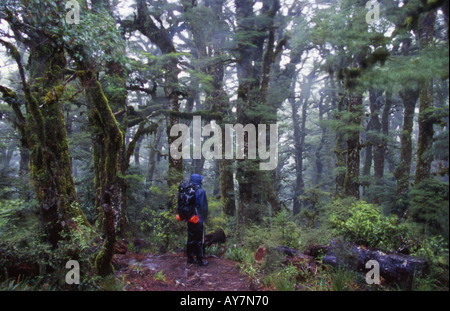 Walker im Buchenwald auf Panekiri Bluff Te Urewera National Park Nordinsel Neuseeland Stockfoto