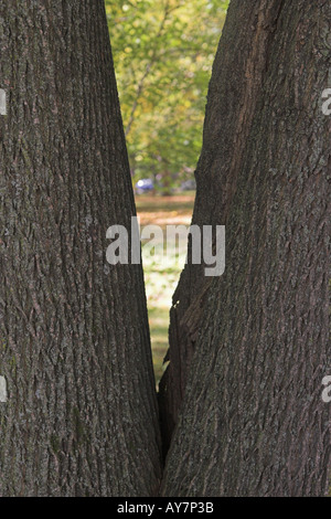 Basis der beiden Baum konvergieren in einem "V"-formation Stockfoto