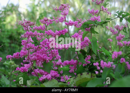 Wildes Rosa Boganvilla Blume in kerala Stockfoto