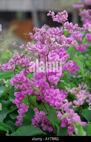 Wildes Rosa Boganvilla Blume in kerala Stockfoto