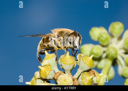 Schwebfliege auf Blume (Syrphus Ribesii) Stockfoto
