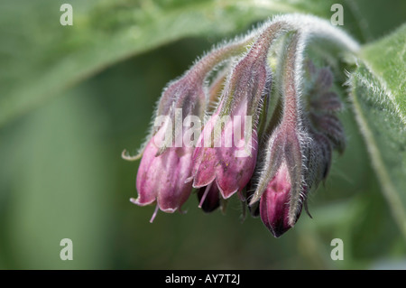 Gemeinsamen Beinwell Symphytum Officinale Blüten Stockfoto