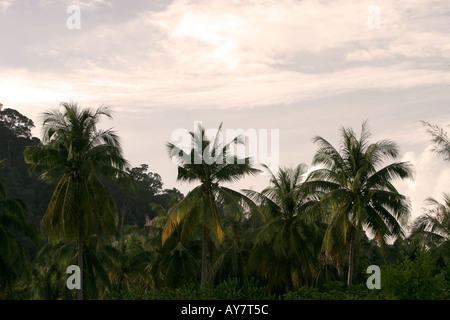 Kokospalmen säumen den Strand Ko Ngai Insel Thailand Stockfoto