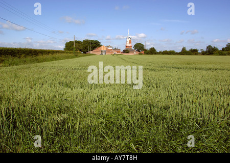 UK Norfolk Broads Sutton Windmühle in Weizenfeld Stockfoto