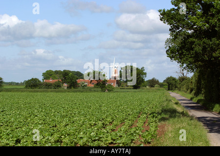 UK Norfolk Broads Sutton Windmühle über Feld Spinat Stockfoto