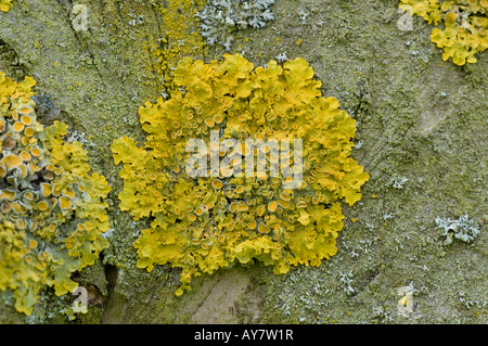 Die Gelbe Flechte Xanthoria Parietina auf Apple-Baumstamm Stockfoto