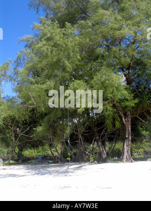Am Strand von Ko Tarutao Insel Thailand schwingen Stockfoto