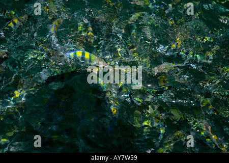 Tiger Fischfütterung auf Brot Papierfetzen außerhalb Emerald Cave Ko Muk Insel Thailand Stockfoto