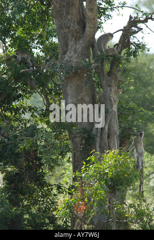 Eine Truppe von Veret Affen spielen in einem Baum im afrikanischen Busch Stockfoto