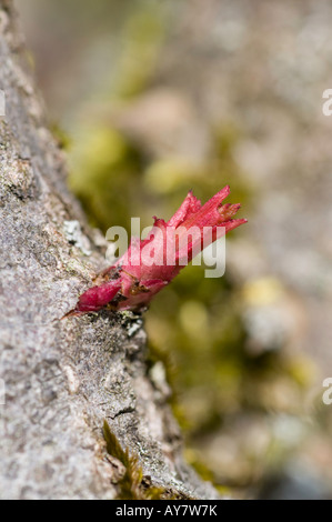 Frisch geschlüpfte schießen auf alten holzigen Stamm einer Rose Stockfoto