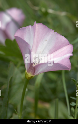 Feldblumen Ackerwinde Convolvulus arvensis Stockfoto