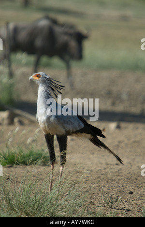 Ein Sekretär Vogel stehend auf dem Sand in der Kalahari mit Gnus im Hintergrund Stockfoto