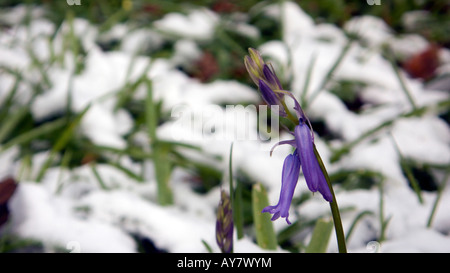 Bild CREDIT DOUG BLANE blaue Glockenblumen unter Schnee in Woburn Sands Wälder Buckinghamshire Stockfoto