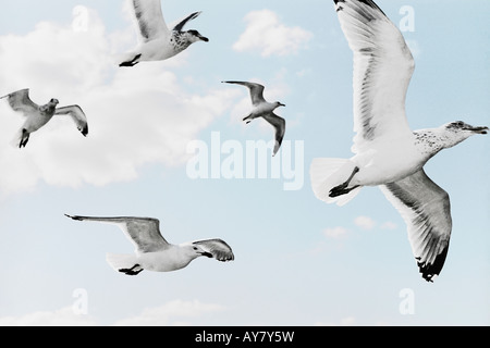 Eine Gruppe von Möwen fliegen In den Himmel Stockfoto