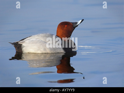 Tafelenten. Aythya 40-jähriger. Fuligule Milouin. Tafelente. Porrón europeo Stockfoto