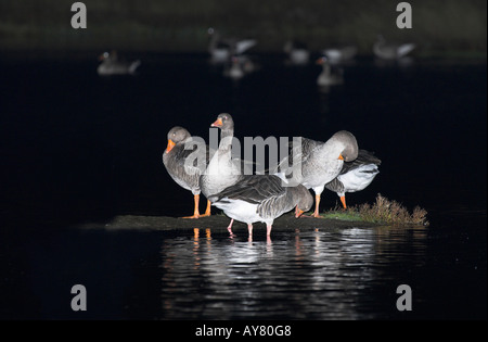 Graugänse. Anser Anser Nacht ROOST auf den SALZWIESEN, beleuchtet mit elektronischer Blitz. Stockfoto