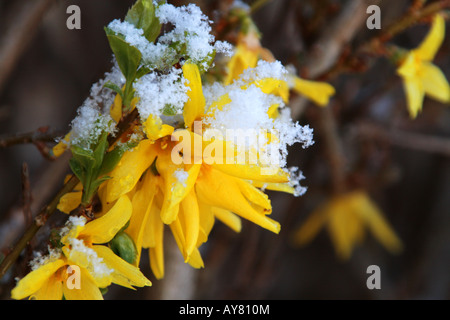 Schneebedeckte Forsythia blüht Stockfoto