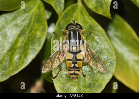 Sunfly am Blatt (Helophilus pendelnden) Stockfoto