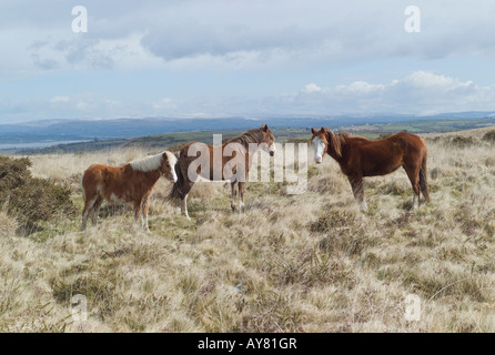 Gower Ponys auf Cefn Bryn Gower Swansea Wales Stockfoto